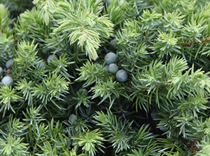 Можжевельник прибрежный Juniperus conferta